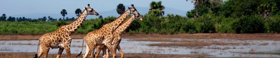 Giraffe Trek